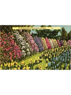 An Unusual Wall Of Sweet Peas In Florida Linen Postcard 171 Pre-Owned